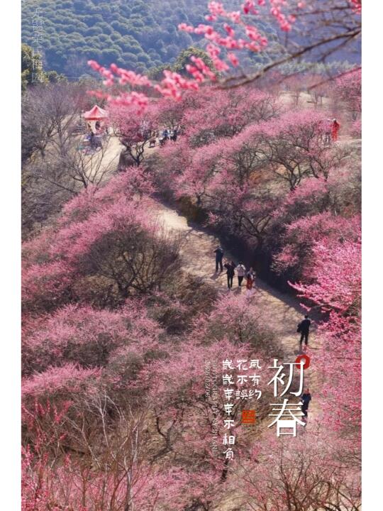 🌸宁波奉化｜赏梅+住宿+周边景点一键解锁