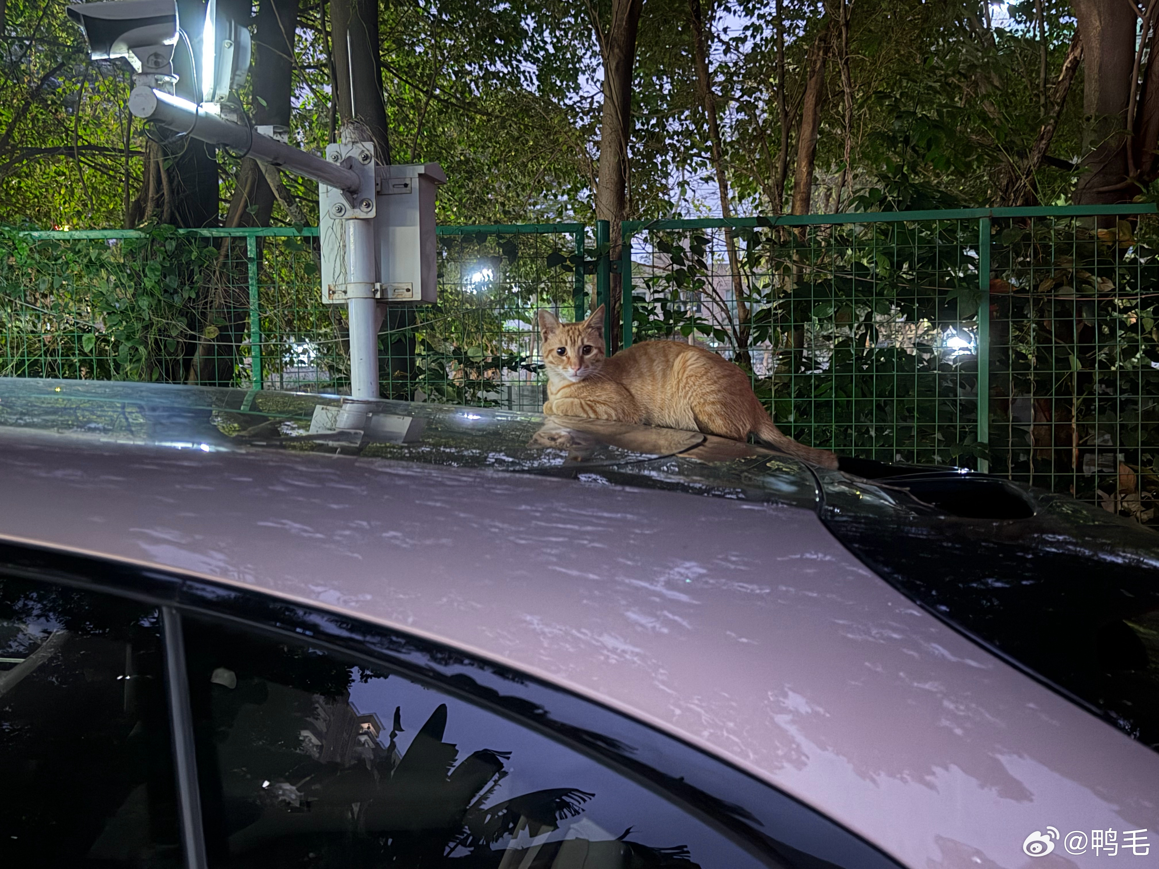 喵，你跑我小米YU7车顶上趴着干嘛？