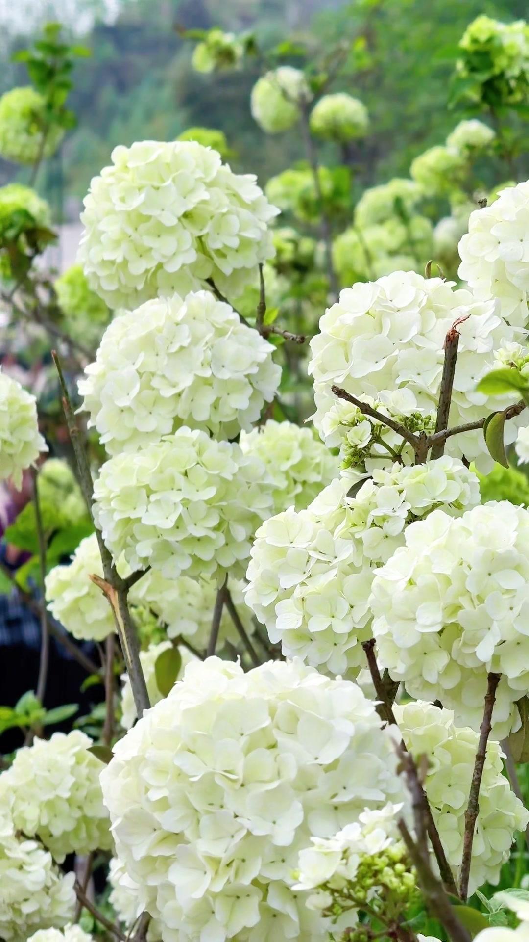 🌸九龙美术半岛滨江步道的绣球花正盛，像打翻了调色盘。绯红、淡紫、粉白交织，在江