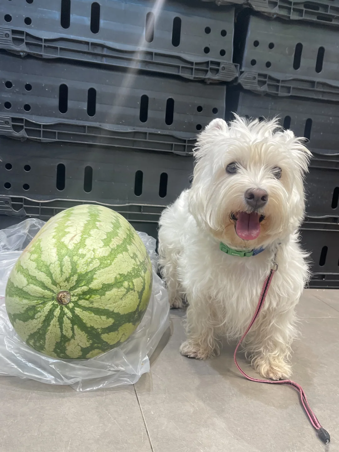 当西瓜地遇到大西瓜