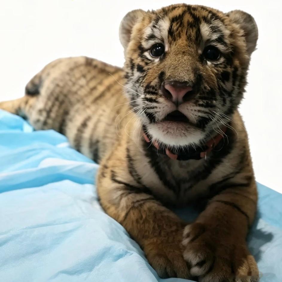 每天与丛林之王对视三分钟，可以有效改善猥琐懦弱的习惯，老虎的眼睛会让你的雄心越来