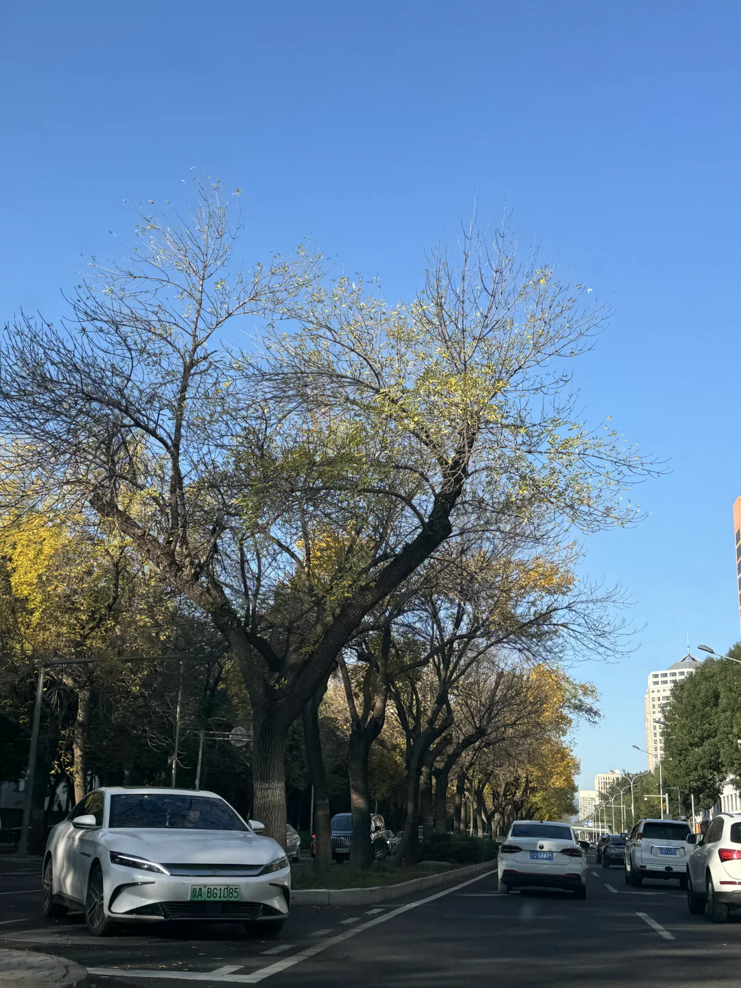 10.20北京赏秋实况，白蜡要秃了，提前了2天