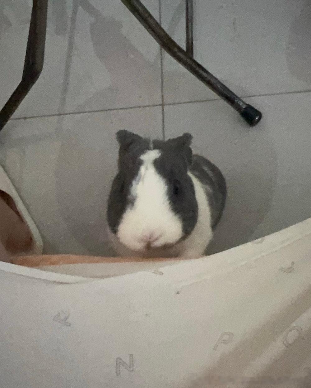 13556🐇【谁懂这张有多萌。】 