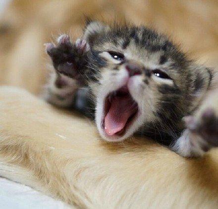 我有一个温柔的金毛爸爸