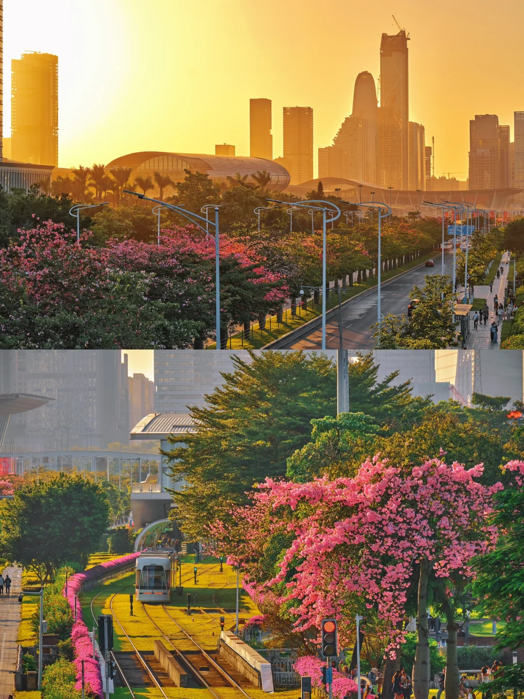 接下来的广州❗️即将花开满城美得像漫画~