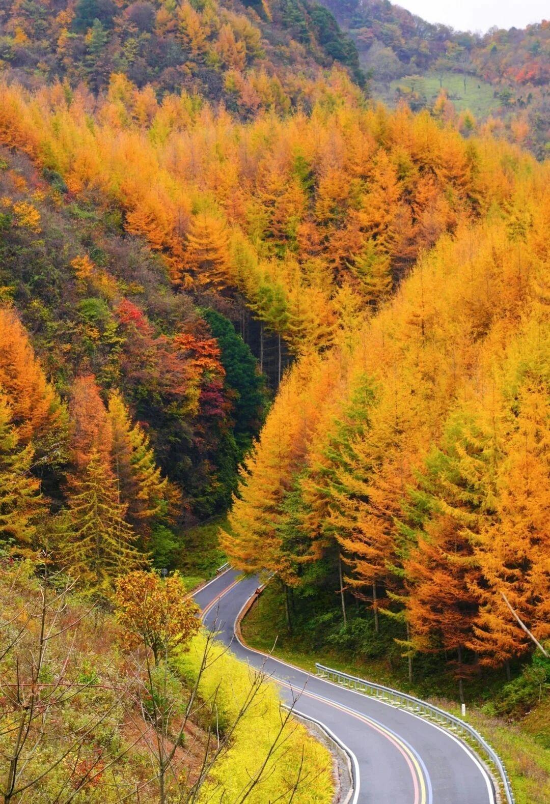 10月，曾家山秋意正浓，上万亩落叶松、野枫、青杠等树木交织依偎，将曾家山点染得五