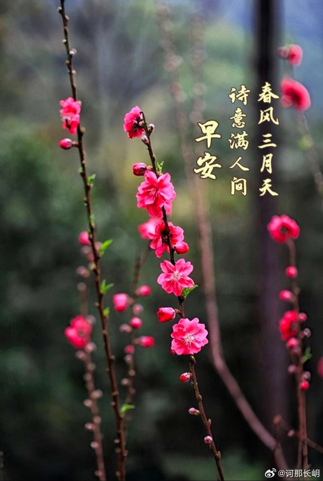 早安！三月，春风如灵动的仙子，轻舞着薄纱，悄然降临人间，将诗意播撒在每一寸土地。