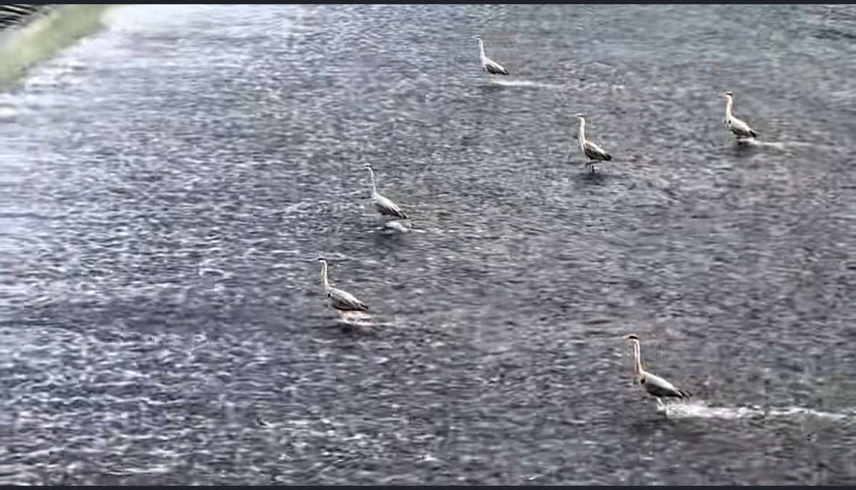 天下英雄如过江之鲫，人中龙凤尚且举步维艰 