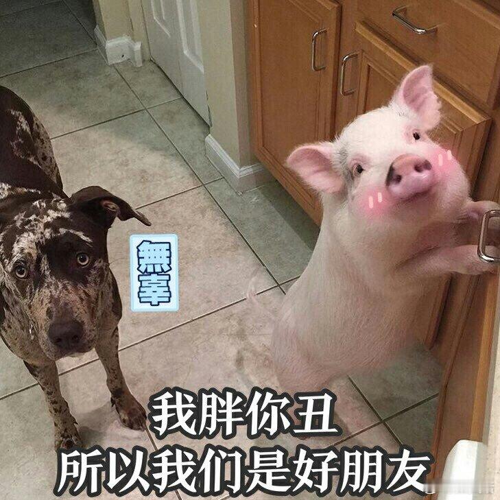 我胖你丑所以我们是好朋友 