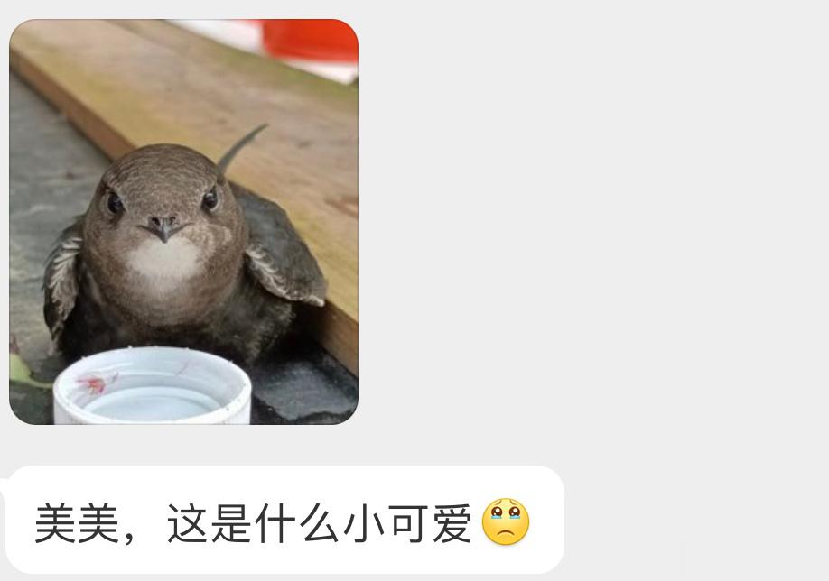 头又大又圆的小白腰雨燕太可爱了[开学季] ​​​