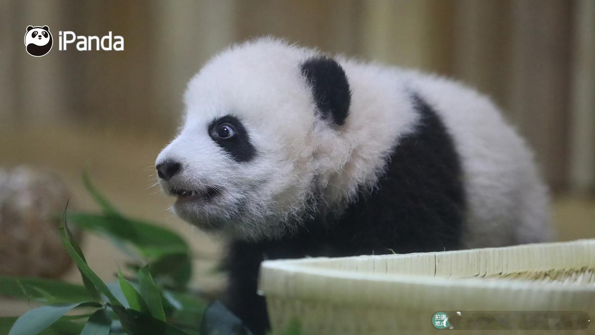 熊猫守护者 一团奶乎乎的黑白小团子。睁着亮晶晶的圆眼睛望过来，蓬松绒毛软得像云朵