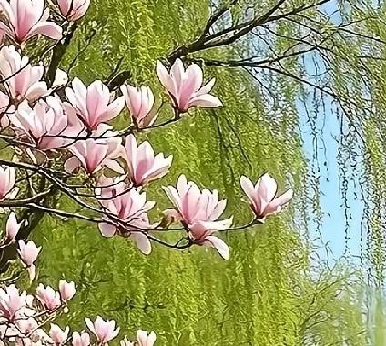 晒图笔记大赛 粉嫩的春日花海，与绿意盎然的柳树相映成趣，宛如仙境。