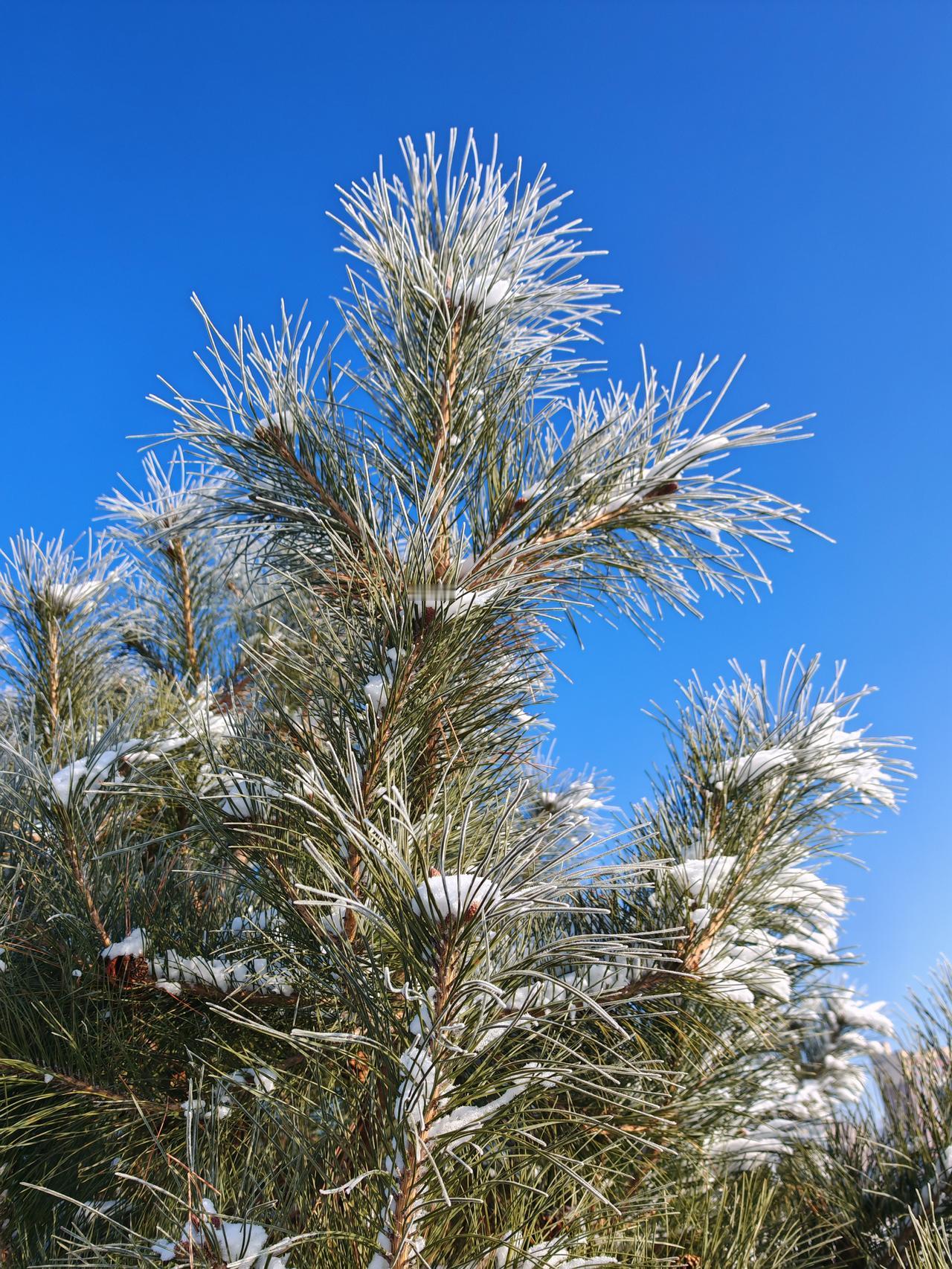 与痛风斗争的历程78
 
   雪假第一天，天朗气清，新的一天在静谧中开启。晨起