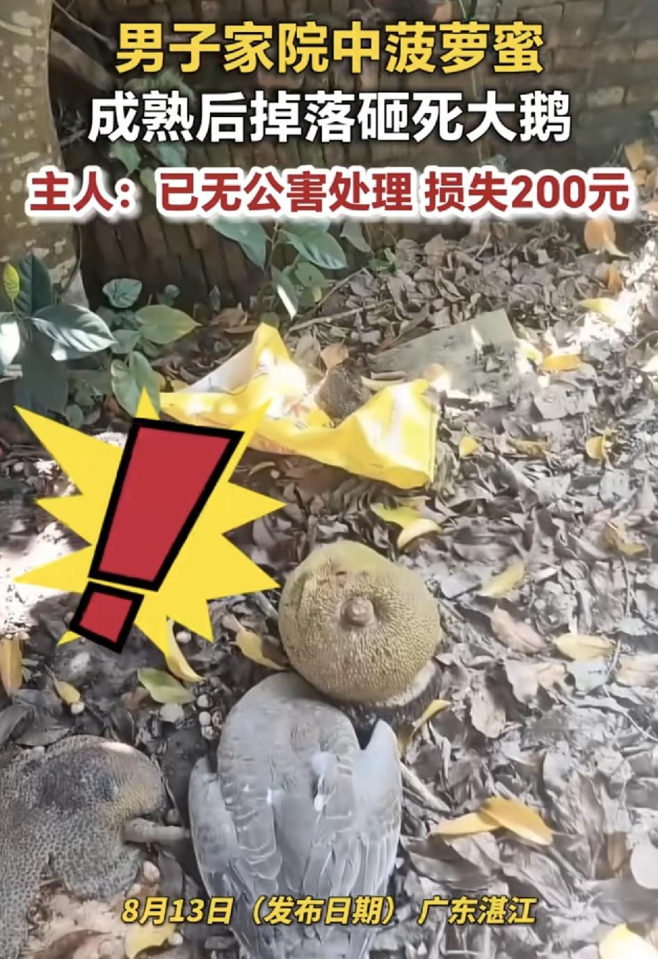 广东一农户家里，院子里的菠萝蜜成熟了，砸下来刚好砸到家里养的鹅，主人称损失大概2
