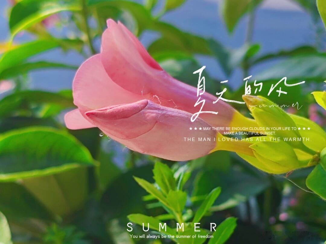 奇妙生物圈 ｜植物科普 🌸 每日识花 | 紫蝉花 🌿 它是谁？自带神秘滤镜的