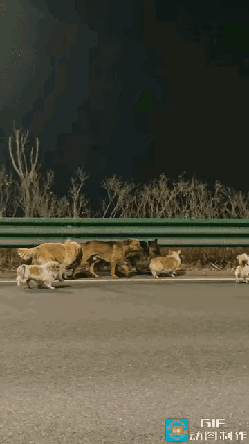 七狗下天山？这不是神话，是现实里最戳心的狗狗归途！

被偷狗贼掳上高速关进笼子，