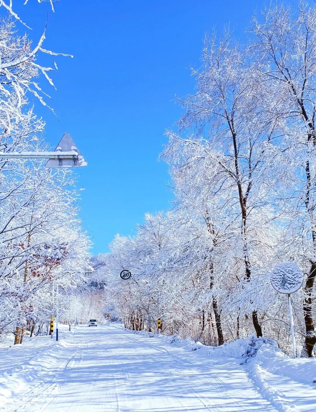 推开门时，突然懂了岑参那句“忽如一夜春风来，千树万树梨花开”。昨夜的雪安静地压在