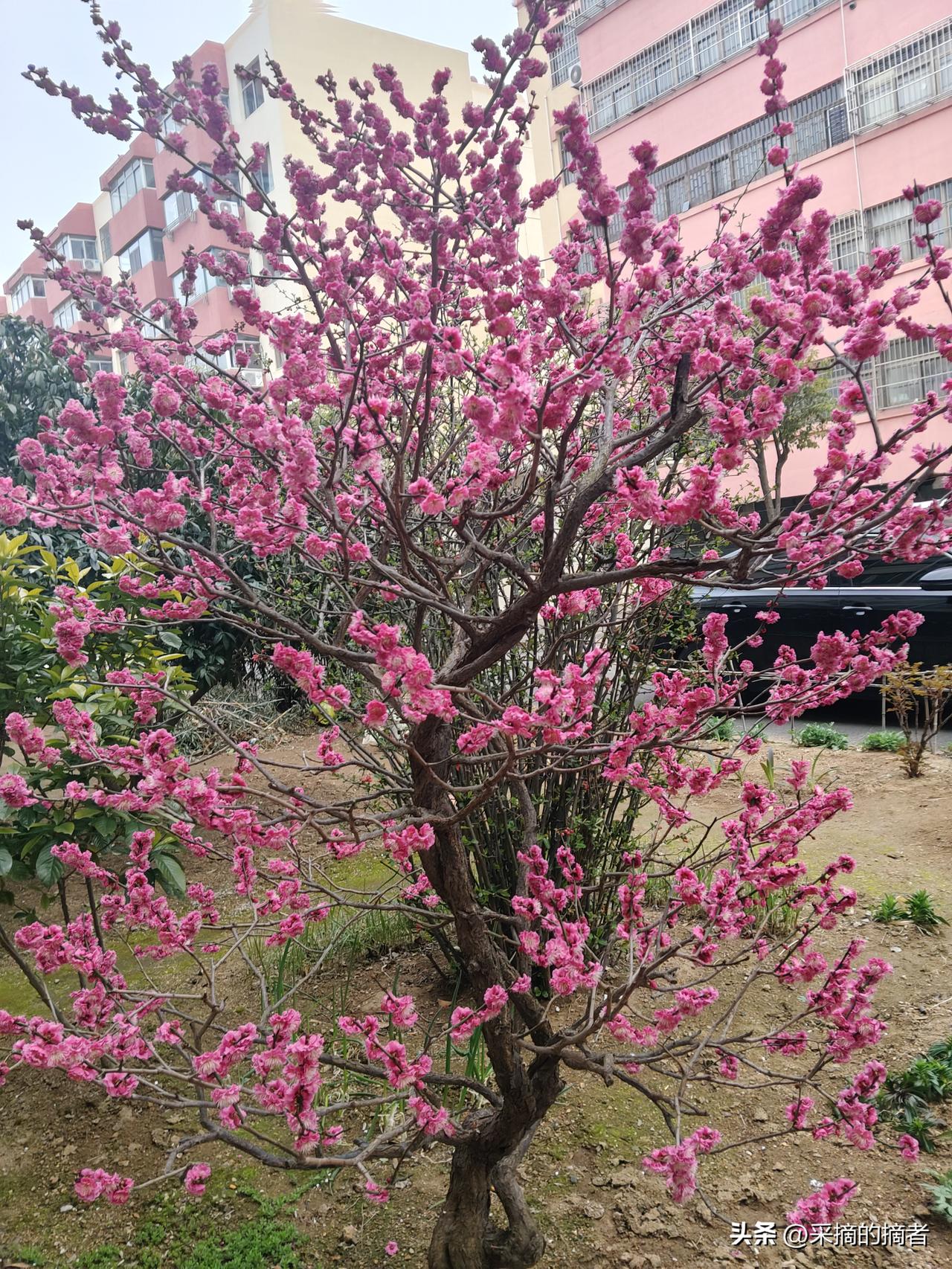 家门口的花儿开啦，
粉嘟嘟的，瞅着就舒坦。
风一吹，枝子晃来晃去，
跟咱过日子一