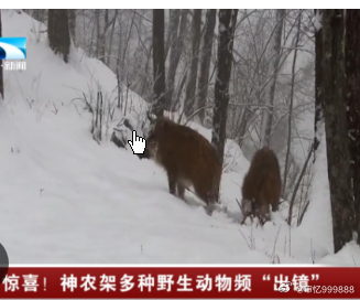 神农架拍到多种珍稀动物，打击盗猎和栖息地保护力度，实施多项野生动物保护措施，使山