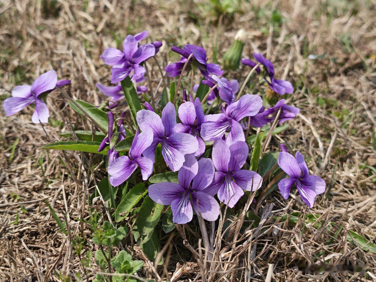 紫花地丁。

这种植物在早春时节很常见，特别是在农村的田边、路边或者草地上。
花