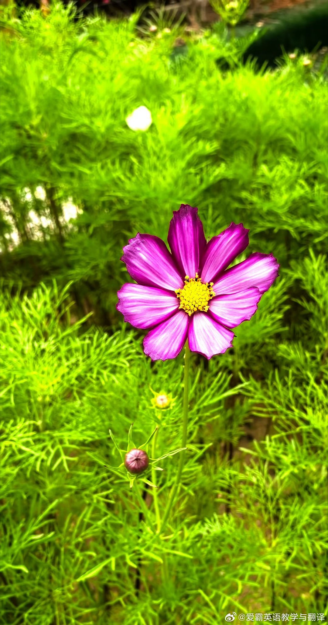 花开半夏，风遇温柔～ 