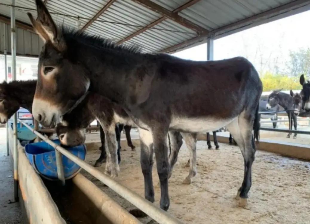 1992年，中国还有1100万头驴，2024年，只剩146万，三十年里，八成毛驴