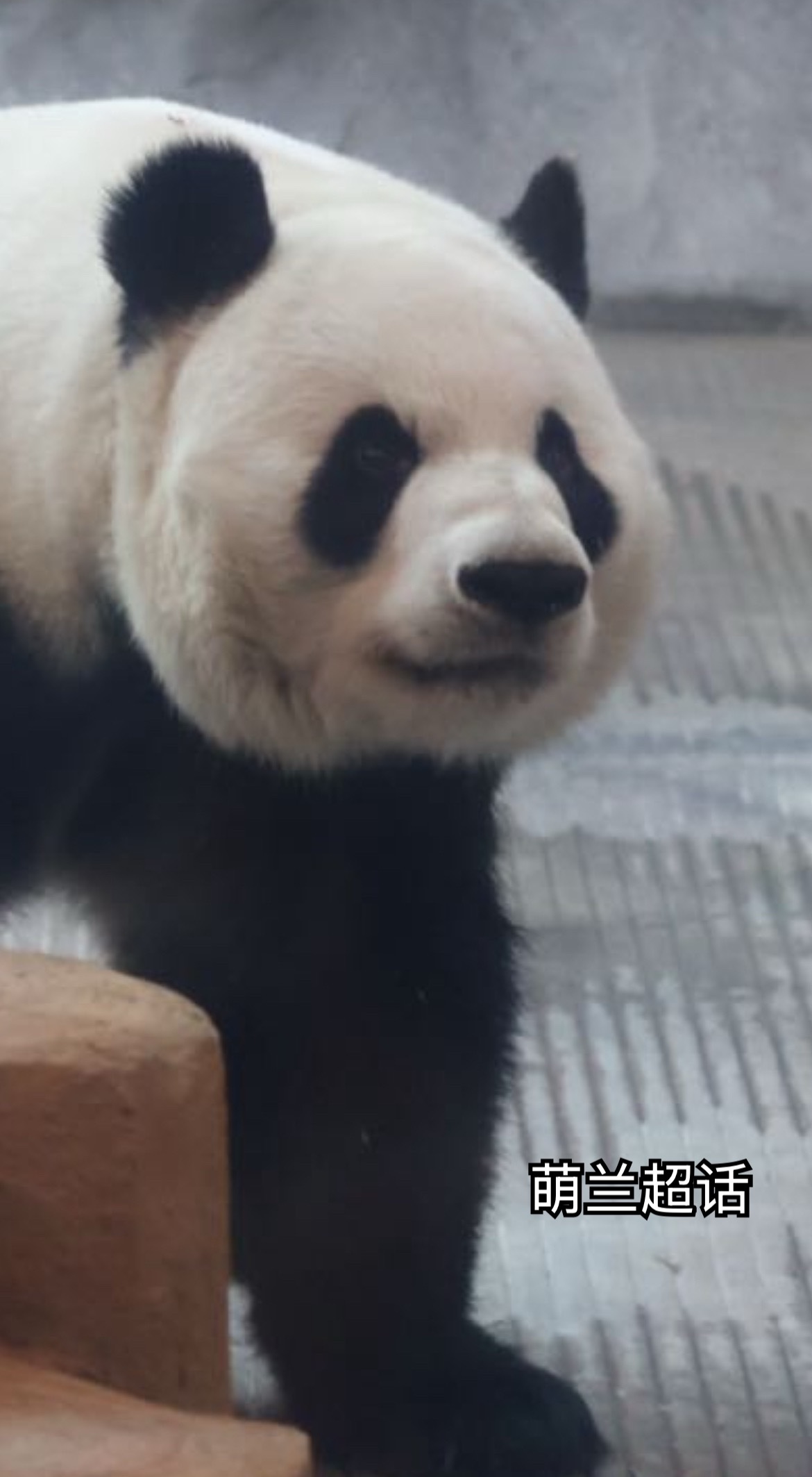 萌兰 今日日记链接： 网页链接⚠️萌兰新馆存在的问题： 1.游客太吵了，大喊大叫