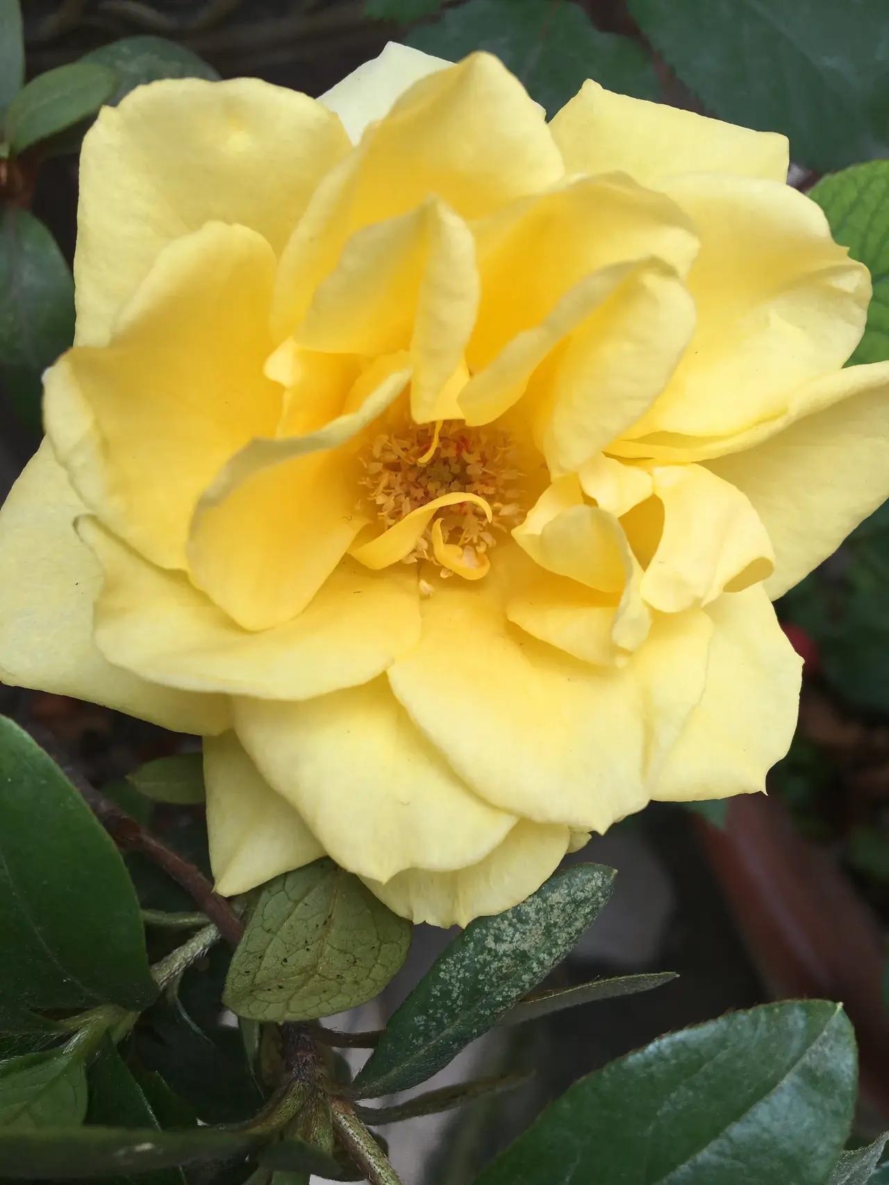 诚邀下联
  下联：恶向胆边生。