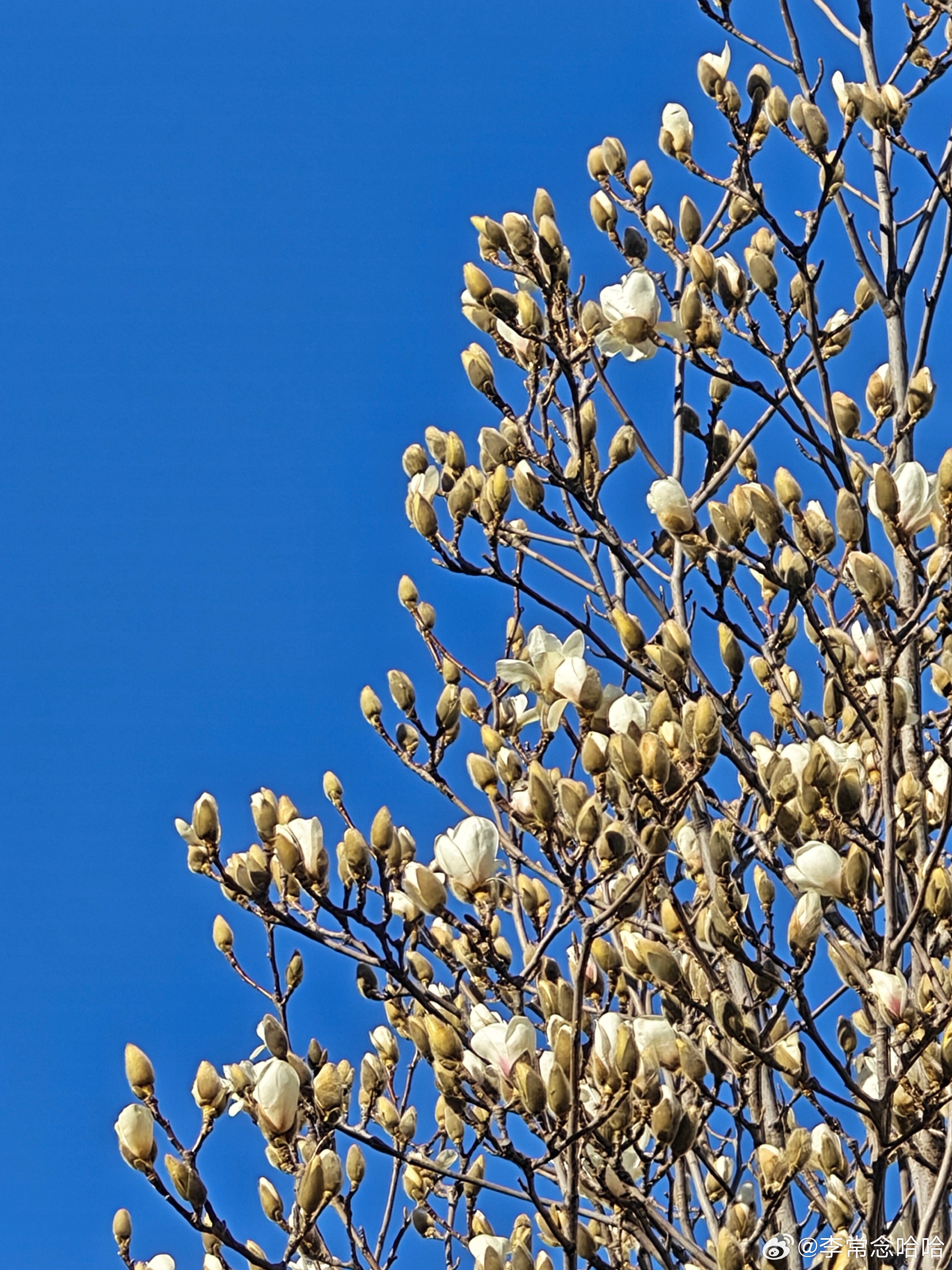 你看花开了阳光晒着也很舒服 