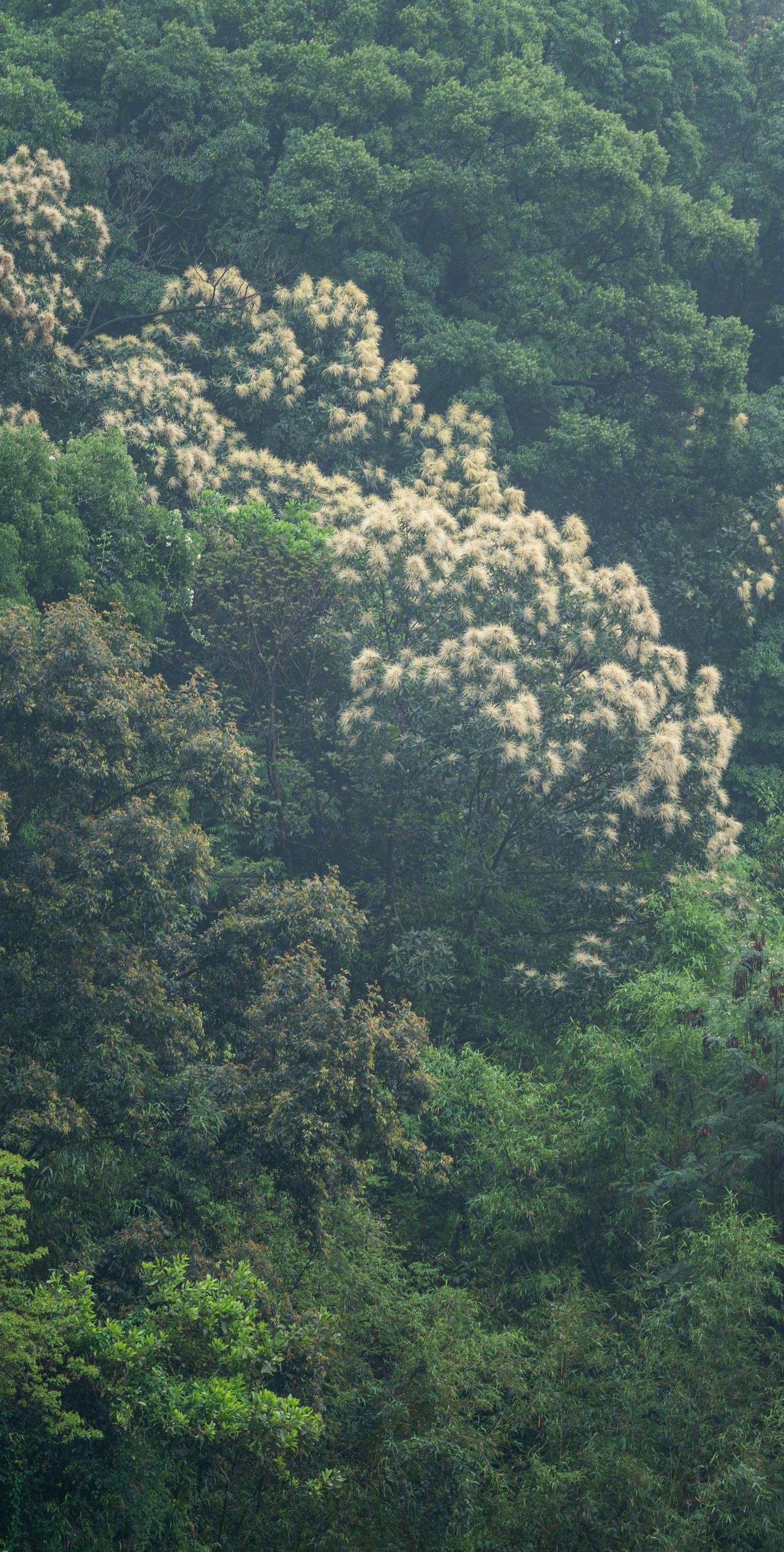 广州   ·   雨季 ​​​