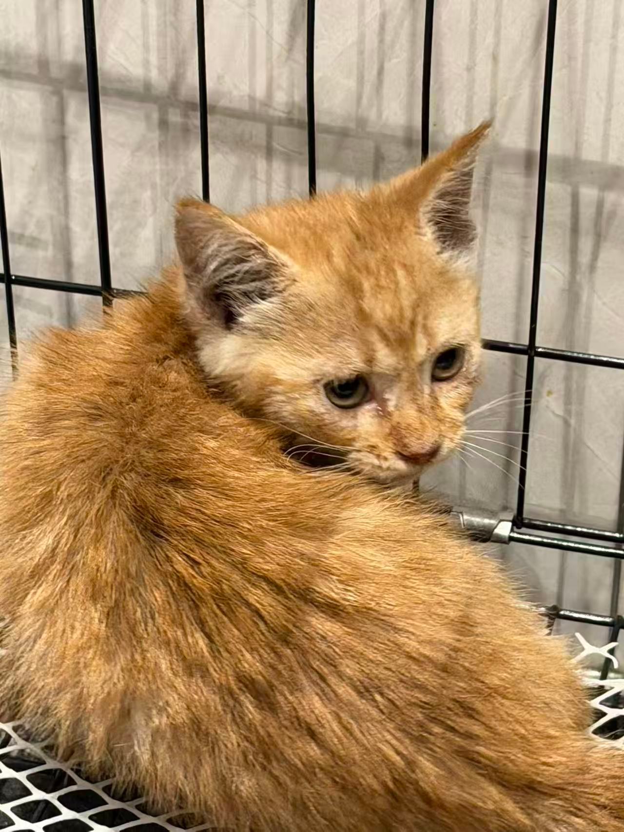苏州相城粉丝回家路上找到一只被雨淋湿的小橘猫，还很小，大概1-2个月，带回家了，