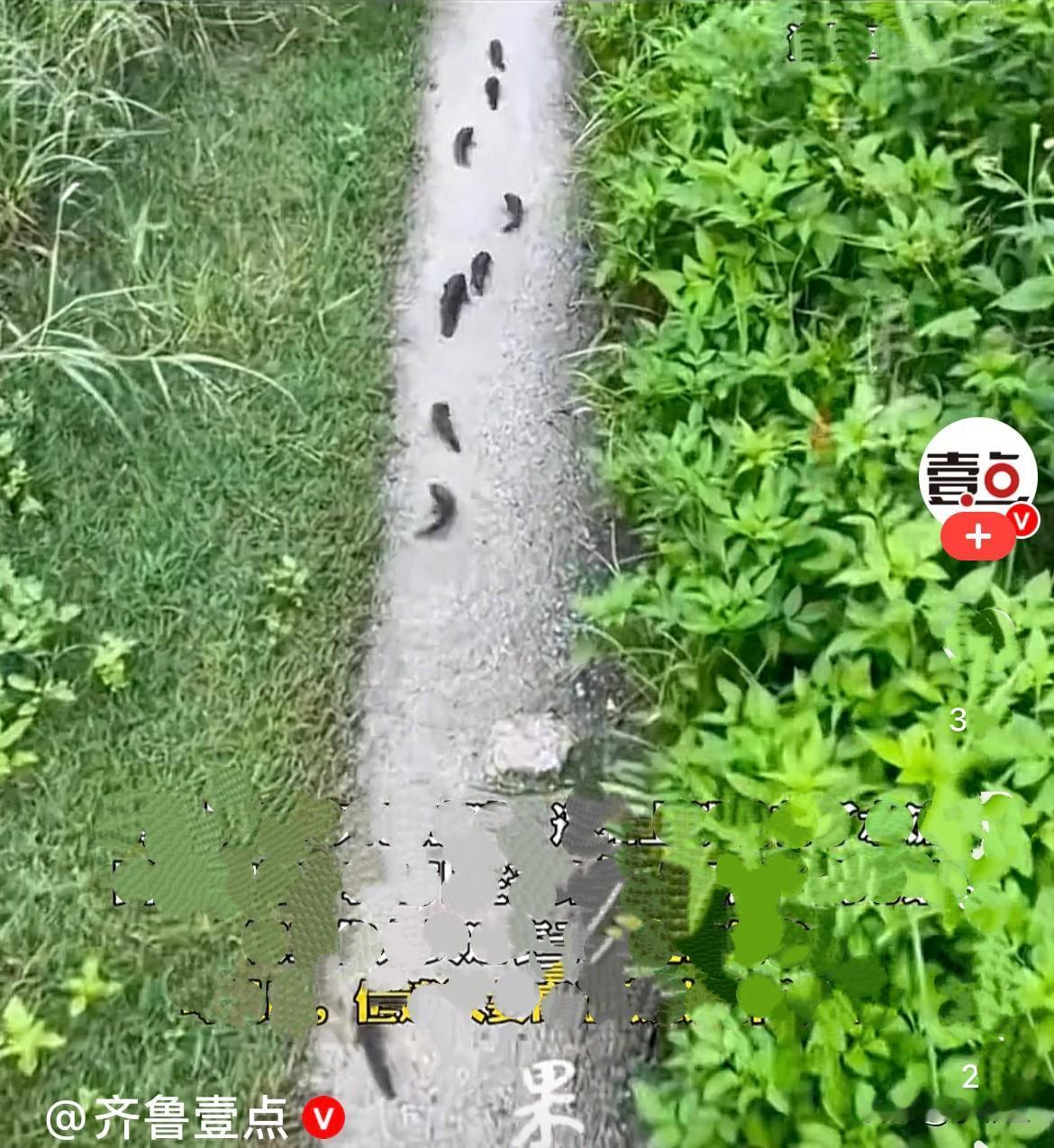 近日，广西大兩后，路上惊现大批过山鲫集体赶路，太奇观了……
    成群过山鲫不