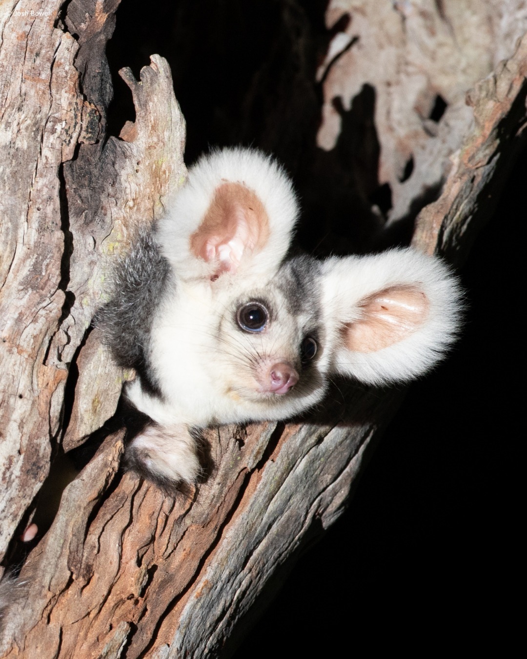 今日份新物种~~大袋鼯！学名Petauroides，它们有着又大又圆的耳朵，形似