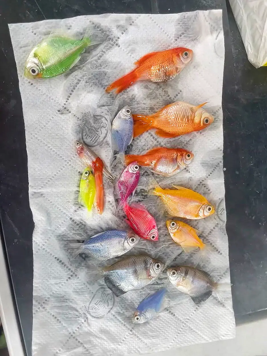 就一晚上鱼全死完了，到底要不要翻缸啊
