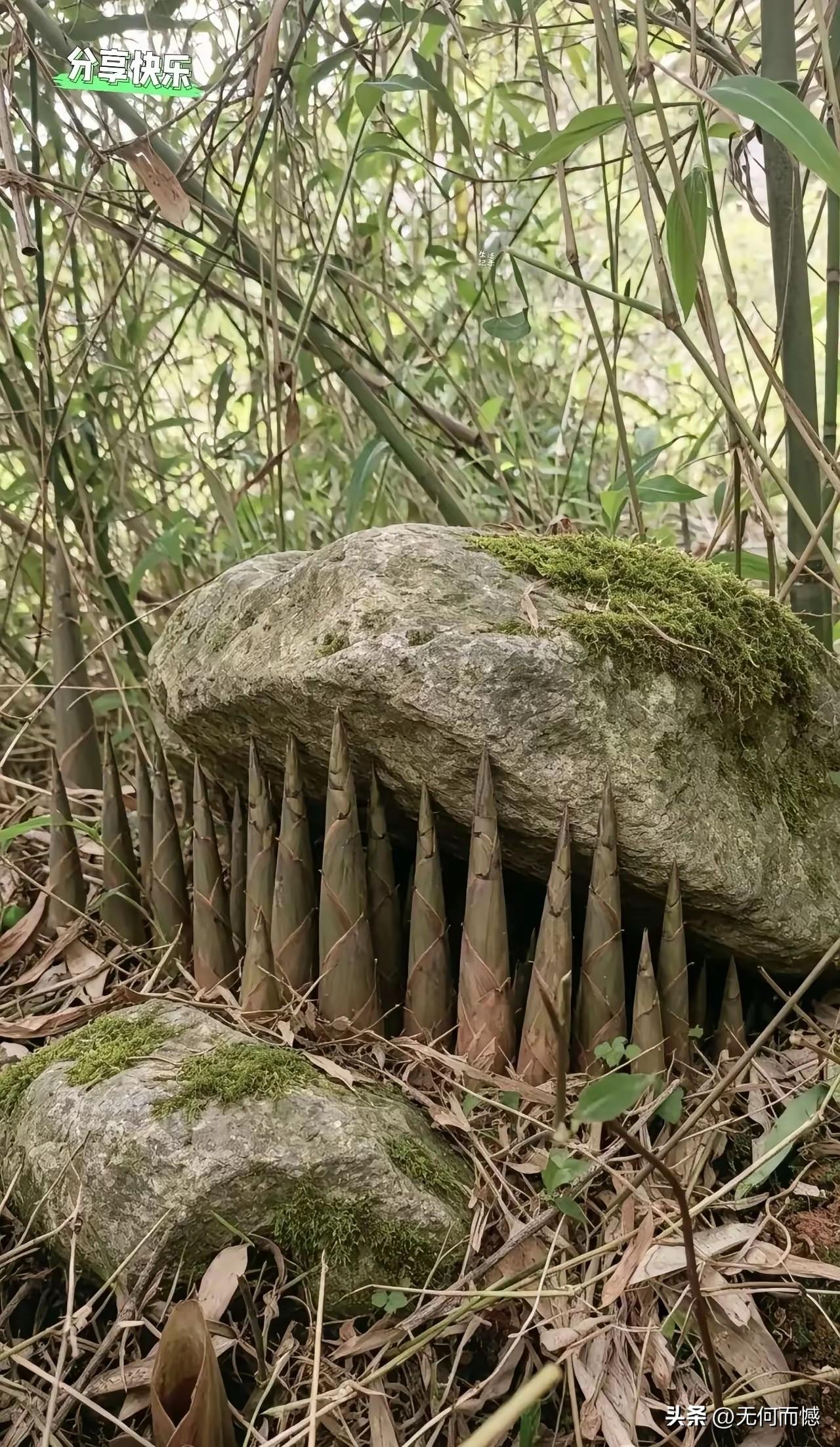 竹笋真有这么大的力量，能把石头给顶起来？由于生活在北方，没有看到过这样的画面，但