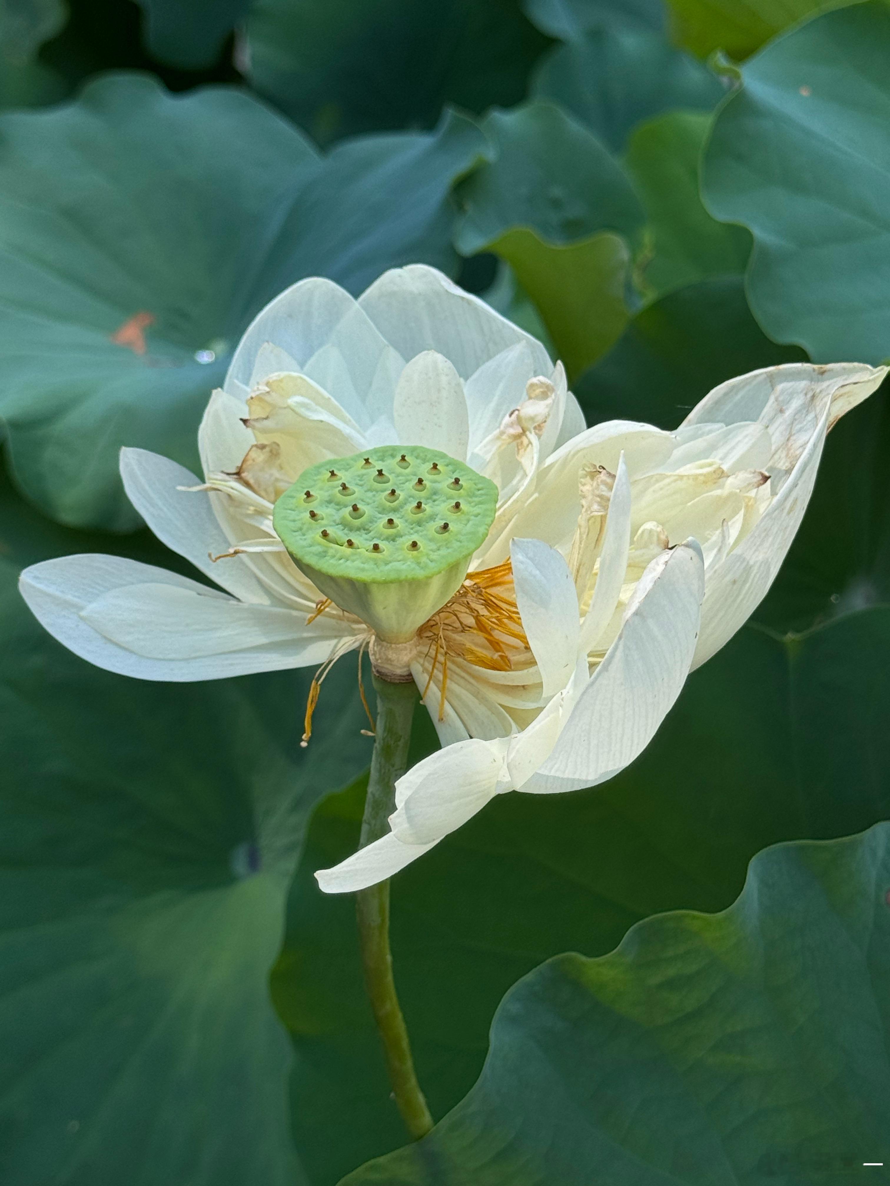 一念心清净荷花处处开看取莲花净应知不染心随手拍手机随手拍