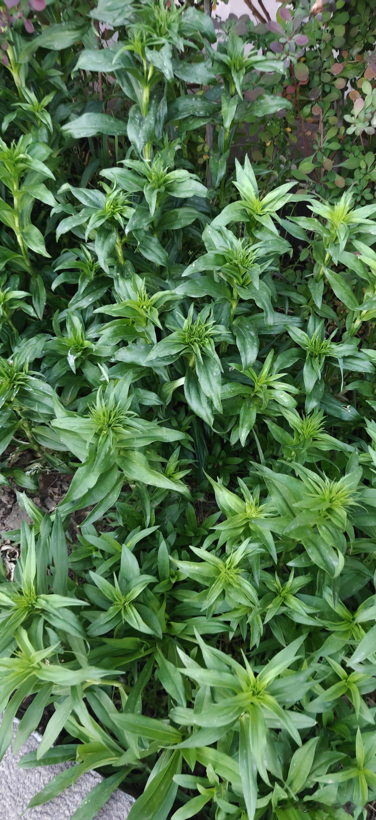 亲爱的朋友，段公子为你拆解
 
抄作业！头条流量密码已封死，3天冲10万+
 