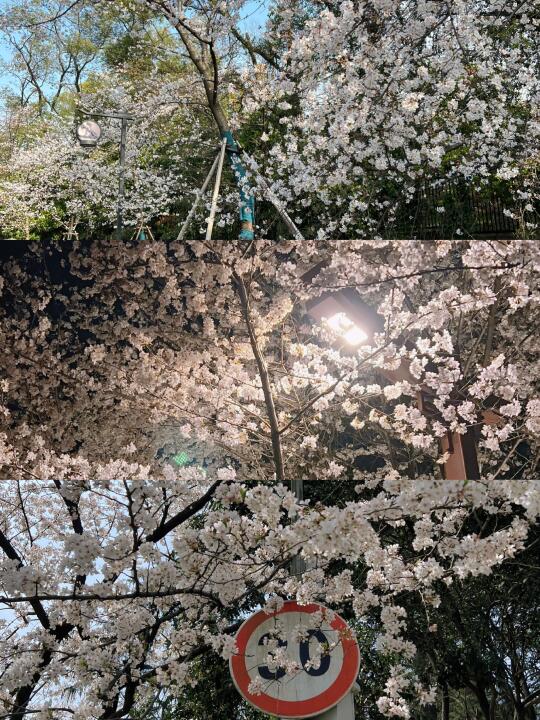 武汉｜樱花存图｜在春天｜🌸