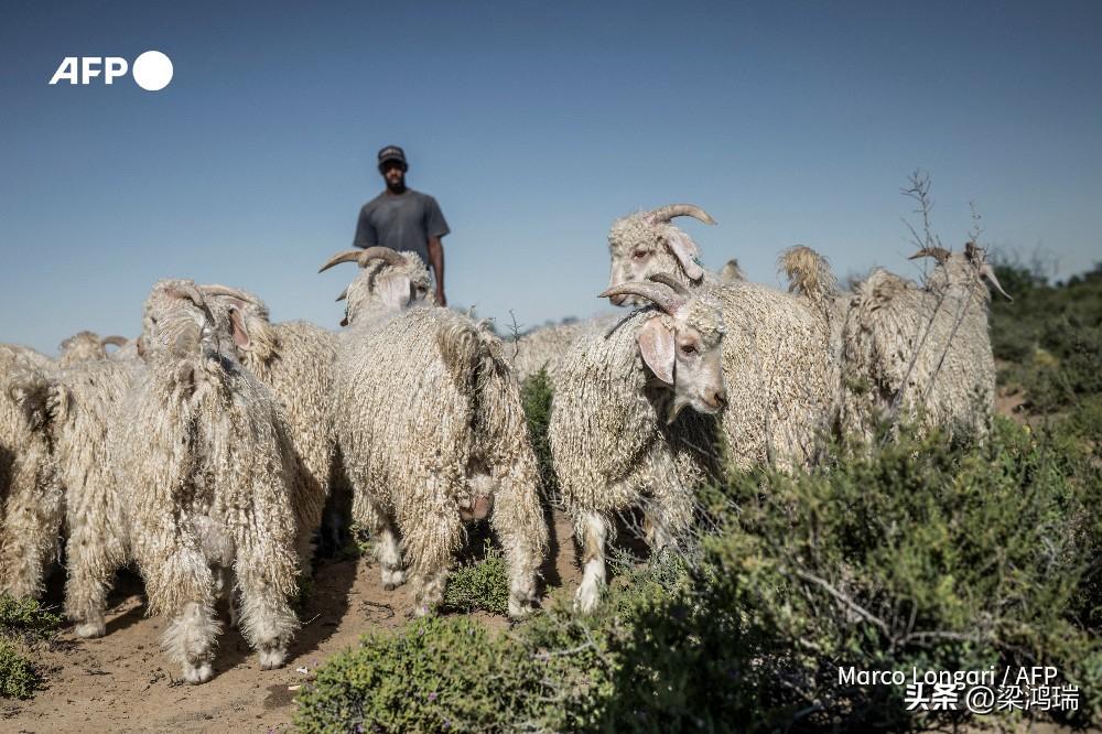 南非的卡鲁（Karoo）地区是名副其实的“马海毛之都”。这里不仅生产了全球约 5