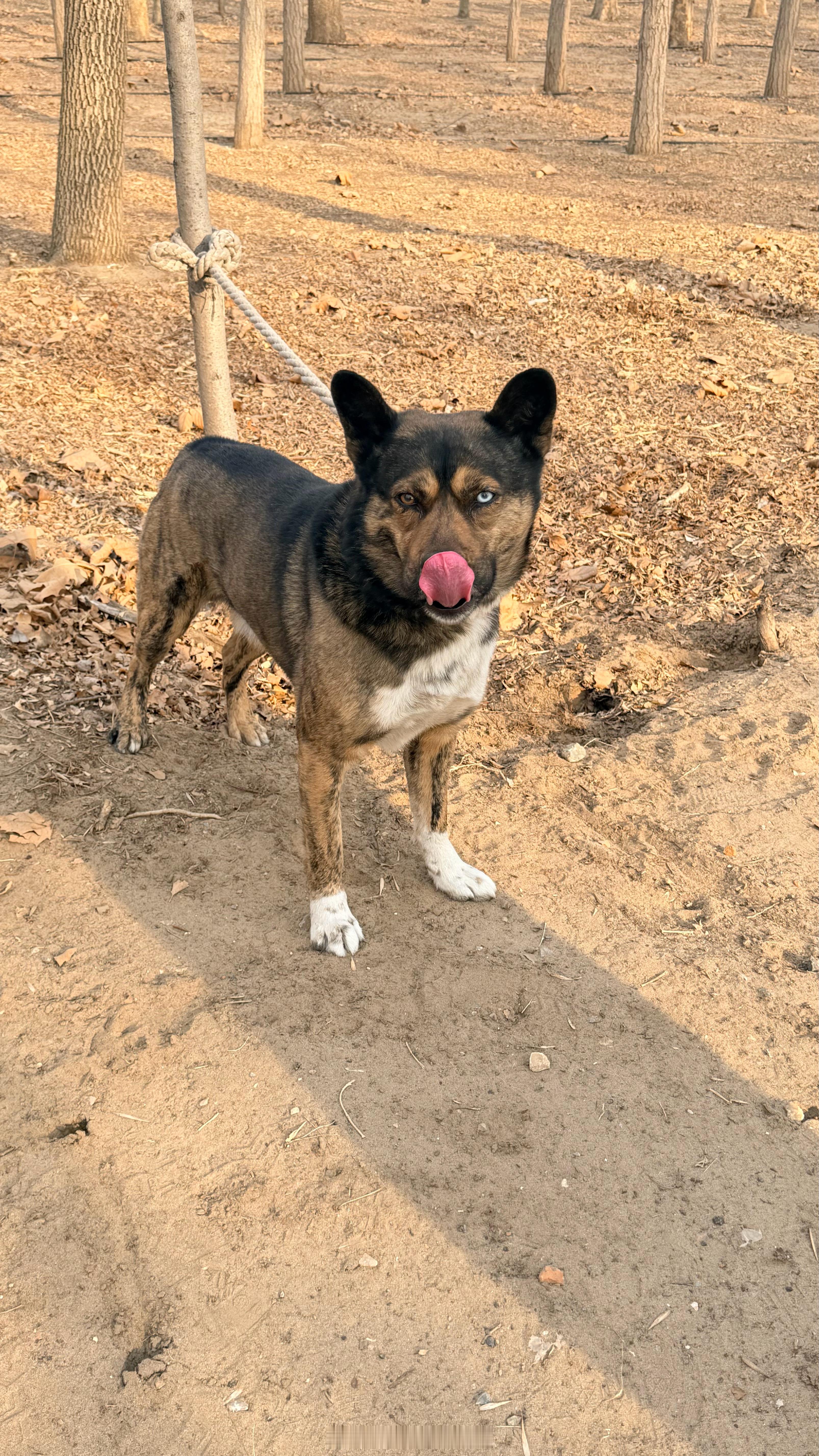 好可爱的小狗询问主人得知狗狗小时候在水沟里被发现的然后带回家问小区群有人收养吗结