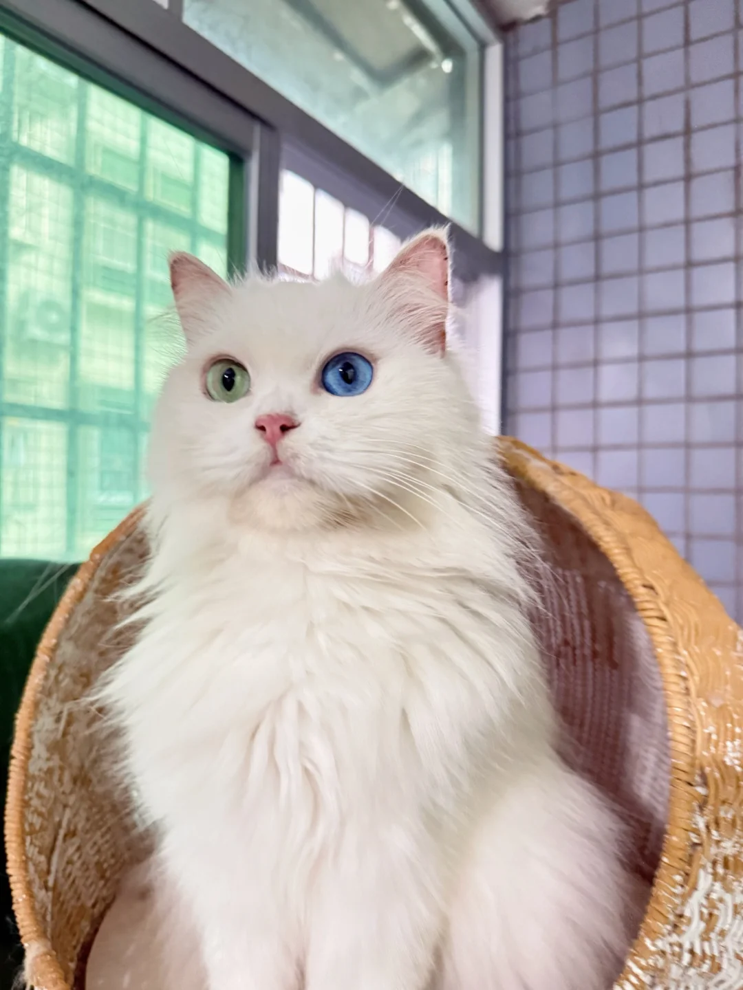 这种貌美小猫到底谁能拒绝｜异瞳妹妹领养