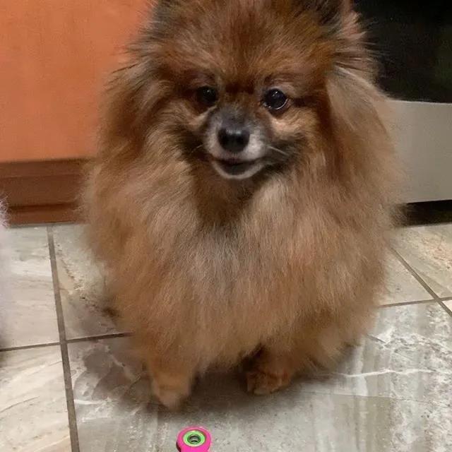 网友给小博美洗澡，可洗着洗着不敢认了——
好好的一只小博美...
只是洗了个澡.