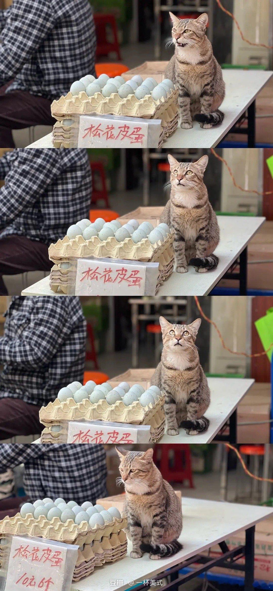 年底了，猫猫也得出来干活，卖不出去，罐罐没了 