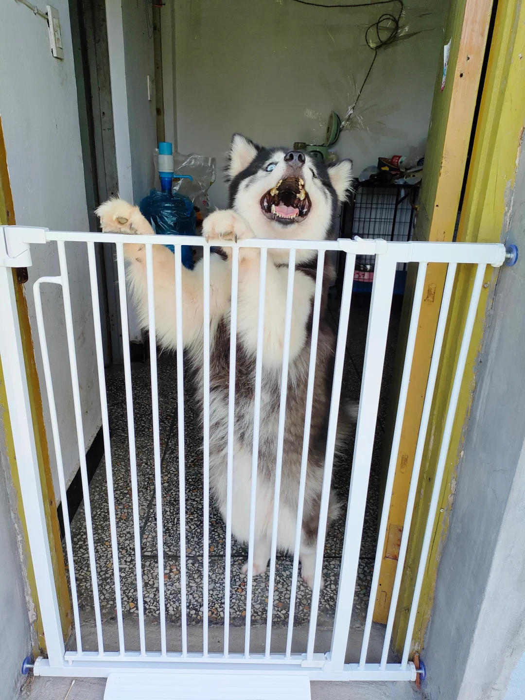 这下出来不了了吧