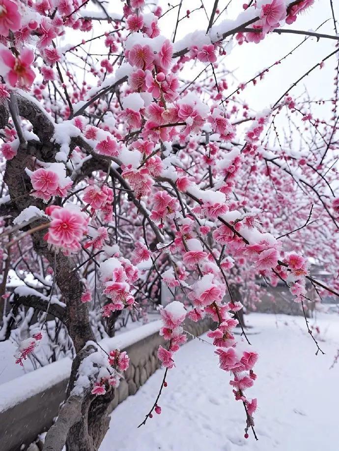 暗香。“墙角数枝梅 ，凌寒独自开。遥知不是雪，为有暗香来。”欣赏一组摄影大咖拍摄