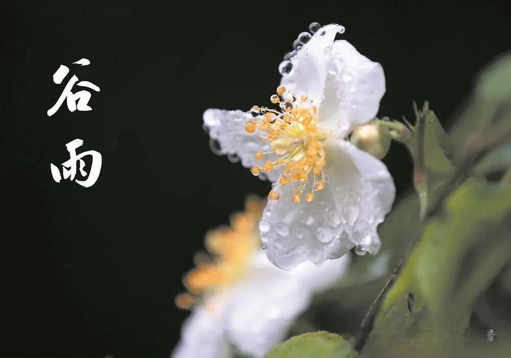 鹧鸪天 · 谷雨

布谷连声绿满川，
一犁新雨涨春田。
茶烟绕岭凝清露，
梅子垂