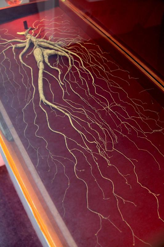 泡酒药材选购避坑指南——人参+灵芝篇

不管是泡酒还是日常滋补，选对优质人参、灵