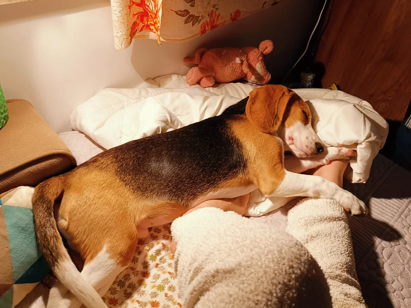 哪个狗狗小时候没有一个阿贝贝