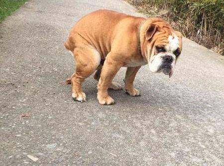 在武汉一宠物狗随地大小便引争议真是对宠物狗太宠…
在武汉，一只宠物狗随地大小便的