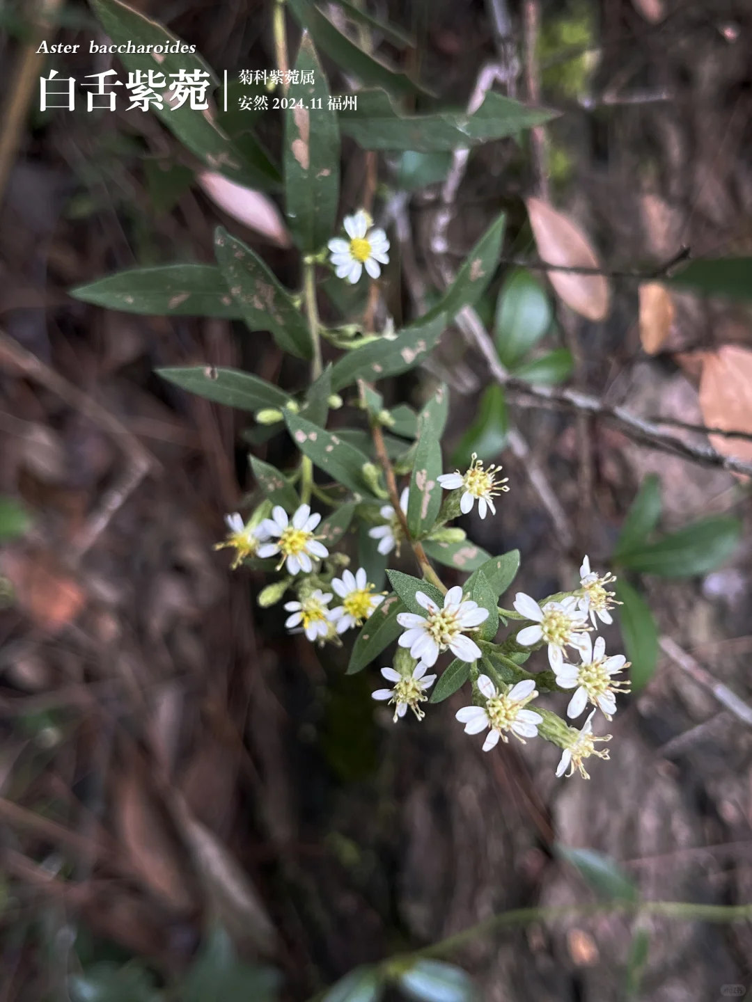 福州植物打标472｜白舌紫菀